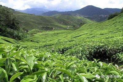 學(xué)堂丨第1講:普洱茶汕頭之三大茶區(qū)