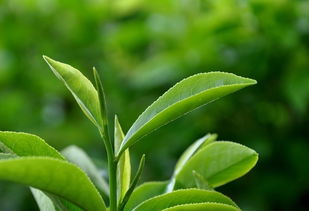 祥好韻茶葉產品 產品圖片 加盟店怎么樣